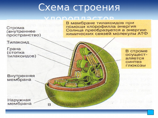 Схема строения хлоропластов 