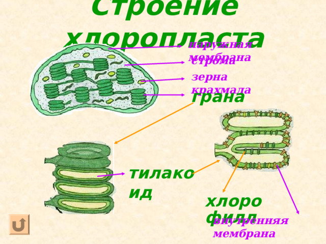 Строение хлоропласта наружная мембрана строма зерна крахмала грана тилакоид хлорофилл внутренняя мембрана  