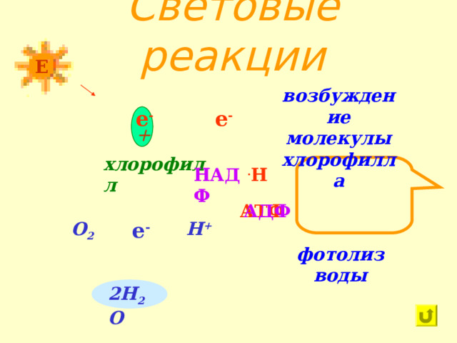 Световые реакции Е возбуждение  молекулы хлорофилла е - е - + хлорофилл . Н НАДФ АДФ АТФ е - Н + О 2 фотолиз воды 2Н 2 О 78 
