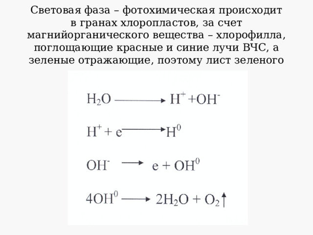 Световая фаза – фотохимическая происходит в гранах хлоропластов, за счет магнийорганического вещества – хлорофилла, поглощающие красные и синие лучи ВЧС, а зеленые отражающие, поэтому лист зеленого цвета.  