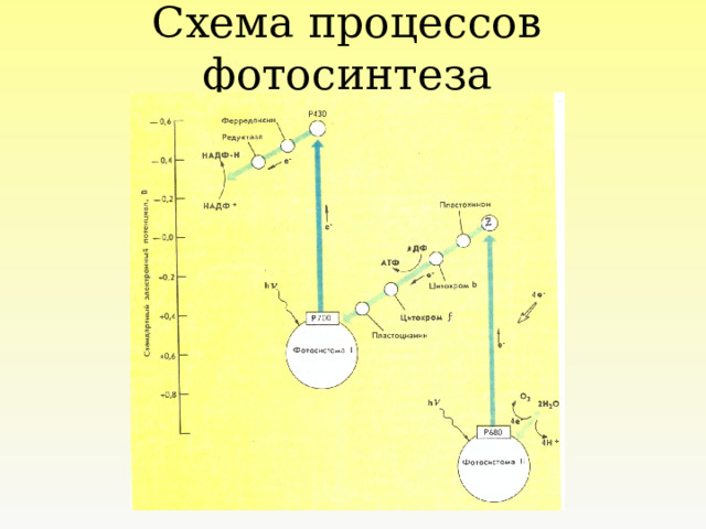 Схема процессов фотосинтеза  