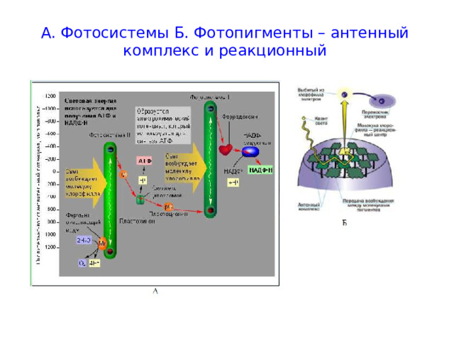 А. Фотосистемы Б. Фотопигменты – антенный комплекс и реакционный 