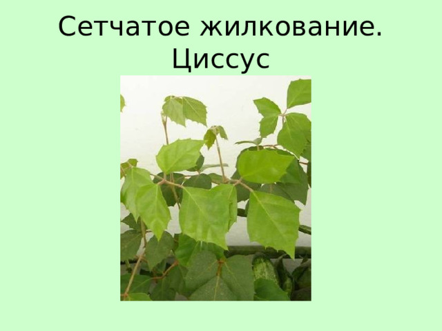 Сетчатое жилкование. Циссус 