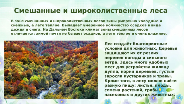 Смешанные и широколиственные леса В зоне смешанных и широколиственных лесов зимы умеренно холодные и снежные, а лето тёплое. Выпадает умеренное количество осадков в виде дождя и снега. На Дальнем Востоке климат зоны смешанных лесов отличается: зимой почти не бывает осадков, а лето тёплое и очень влажное. Лес создаёт благоприятные условия для животных. Деревья защищают их от резких перемен погоды и сильного ветра. Здесь много удобных мест для устройства жилищ: дупла, корни деревьев, густые заросли кустарников и травы. Кроме того, в лесу можно найти разную пищу: листья, плоды, семена растений, грибы, насекомых и других животных. 