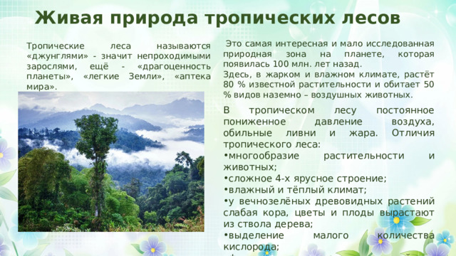 Живая природа тропических лесов   Это самая интересная и мало исследованная природная зона на планете, которая появилась 100 млн. лет назад. Здесь, в жарком и влажном климате, растёт 80 % известной растительности и обитает 50 % видов наземно – воздушных животных. Тропические леса называются «джунглями» - значит непроходимыми зарослями, ещё - «драгоценность планеты», «легкие Земли», «аптека мира». В тропическом лесу постоянное пониженное давление воздуха, обильные ливни и жара. Отличия тропического леса:  многообразие растительности и животных; сложное 4-х ярусное строение; влажный и тёплый климат; у вечнозелёных древовидных растений слабая кора, цветы и плоды вырастают из ствола дерева;  выделение малого количества кислорода;  фильтрование воздуха влагой и очищение от загрязнения. 