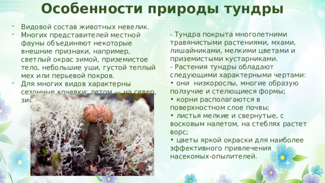 Особенности природы тундры Видовой состав животных невелик. Многих представителей местной фауны объединяют некоторые внешние признаки, например, светлый окрас зимой, приземистое тело, небольшие уши, густой теплый мех или перьевой покров. Для многих видов характерны сезонные кочевки: летом — на север, зимой — на юг. - Тундра покрыта многолетними травянистыми растениями, мхами, лишайниками, мелкими цветами и приземистыми кустарниками. - Растения тундры обладают следующими характерными чертами:  они  низкорослы, многие образую ползучие и стелющиеся формы;  корни располагаются в поверхностном слое почвы;  листья мелкие и свернутые, с восковым налетом, на стеблях растет ворс;  цветы яркой окраски для наиболее эффективного привлечения насекомых-опылителей. 