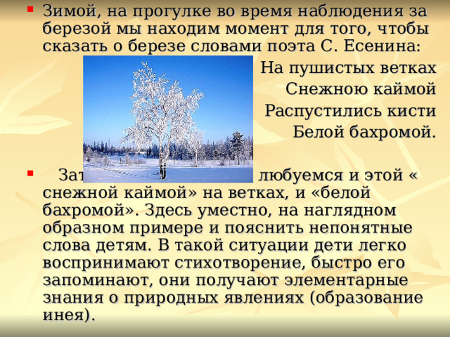 Зимой, на прогулке во время наблюдения за березой мы находим момент для того, чтобы сказать о березе словами поэта С. Есенина:  На пушистых ветках  Снежною каймой  Распустились кисти  Белой бахромой.  Затем вместе с детьми любуемся и этой « снежной каймой» на ветках, и «белой бахромой». Здесь уместно, на наглядном образном примере и пояснить непонятные слова детям. В такой ситуации дети легко воспринимают стихотворение, быстро его запоминают, они получают элементарные знания о природных явлениях (образование инея). 