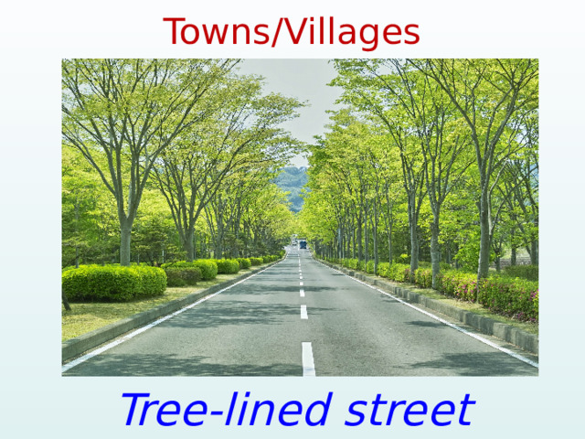 Towns/Villages Tree-lined street 