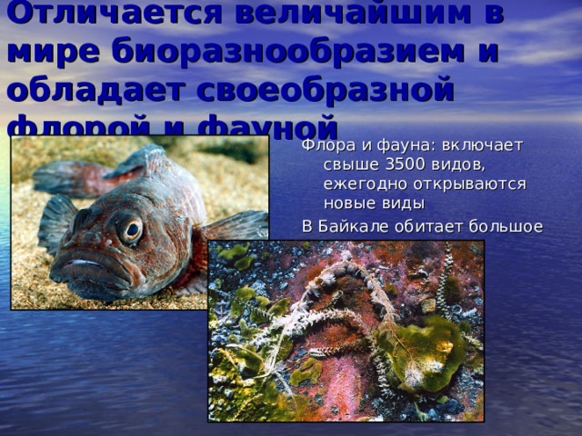 Отличается величайшим в мире биоразнообразием и обладает своеобразной флорой и фауной Флора и фауна: включает свыше 3500 видов, ежегодно открываются новые виды В Байкале обитает большое количество видов-эндемиков 