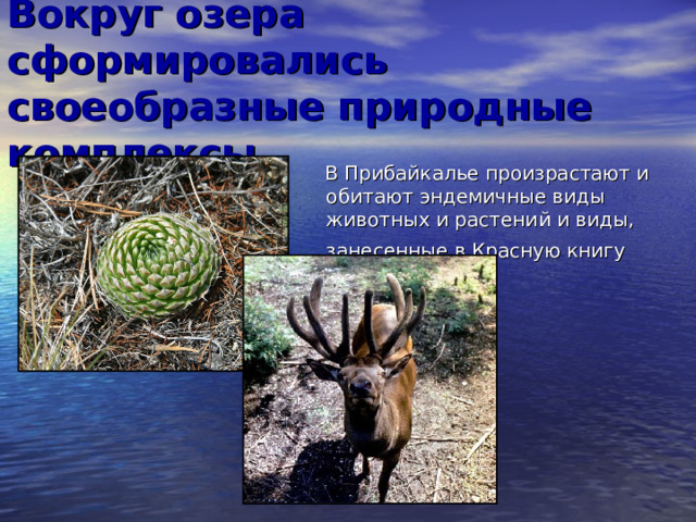 Вокруг озера сформировались своеобразные природные комплексы  В Прибайкалье произрастают и обитают эндемичные виды животных и растений и виды, занесенные в Красную книгу  