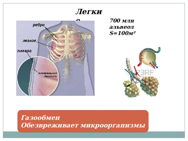 Легкие 700 млн альвеол S=100м² Газообмен Обезвреживает микроорганизмы 