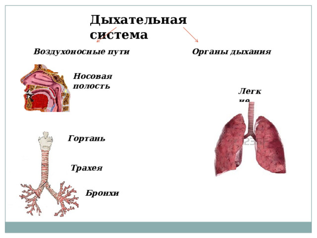 Стенка воздухоносных путей что не соответствует