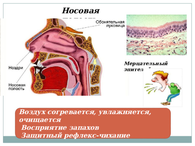 Носовая полость Мерцательный эпителий Воздух согревается, увлажняется, очищается  Восприятие запахов  Защитный рефлекс-чихание 