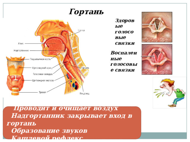 Гортань Здоровые голосовые связки Воспаленные голосовые связки  Проводит и очищает воздух  Надгортанник закрывает вход в гортань  Образование звуков  Кашлевой рефлекс 