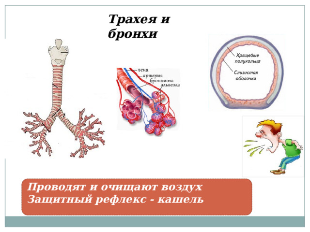Трахея и бронхи Проводят и очищают воздух Защитный рефлекс - кашель 