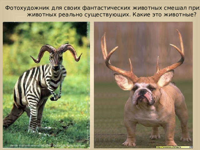 Фотохудожник для своих фантастических животных смешал признаки животных реально существующих. Какие это животные? 
