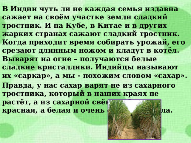 В Индии чуть ли не каждая семья издавна сажает на своём участке земли сладкий тростник. И на Кубе, в Китае и в других жарких странах сажают сладкий тростник. Когда приходит время собирать урожай, его срезают длинным ножом и кладут в котёл. Выварят на огне – получаются белые сладкие кристаллики. Индийцы называют их «саркар», а мы - похожим словом «сахар». Правда, у нас сахар варят не из сахарного тростника, который в наших краях не растёт, а из сахарной свёклы. Это не красная, а белая и очень сладкая свёкла. 