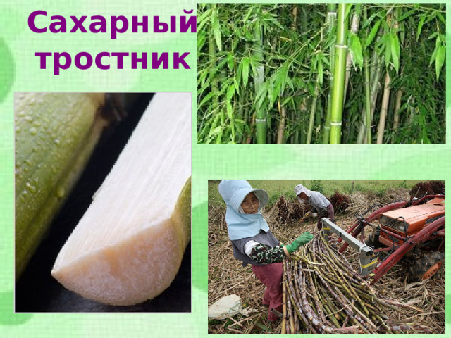 Сахарный тростник 