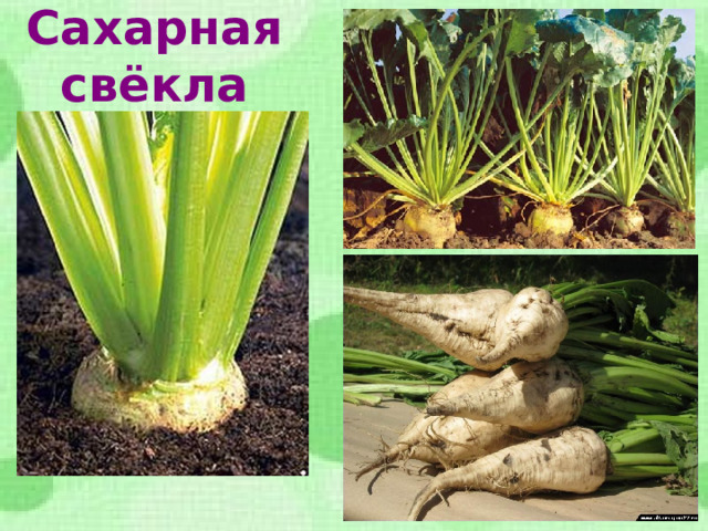 Сахарная свёкла 