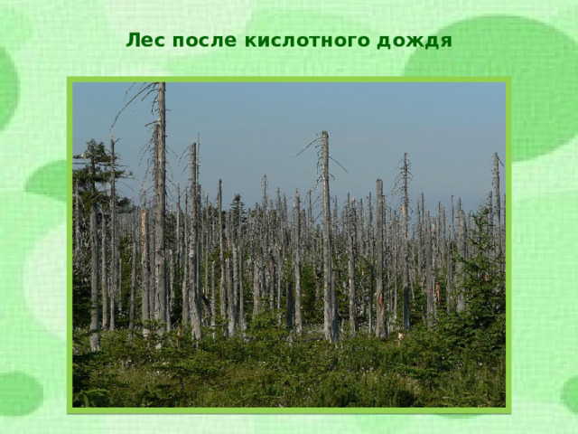 Лес после кислотного дождя  