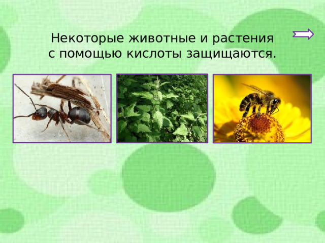 Некоторые животные и растения с помощью кислоты защищаются. 