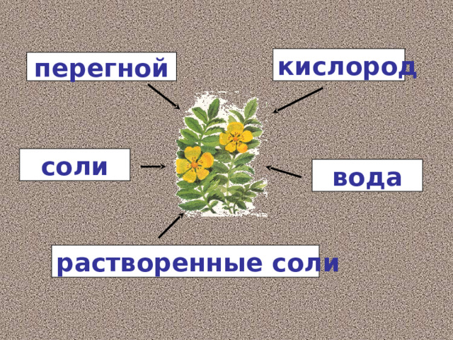 кислород перегной соли вода растворенные соли 