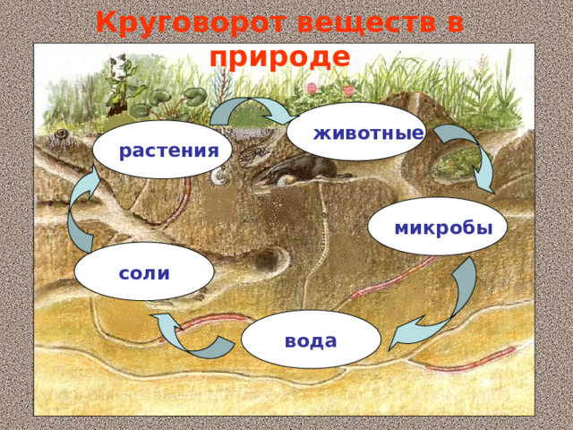 Круговорот веществ в природе животные растения микробы соли вода 