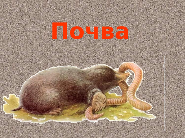 Почва  