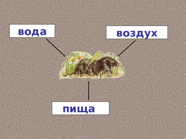 Почва и ее состав