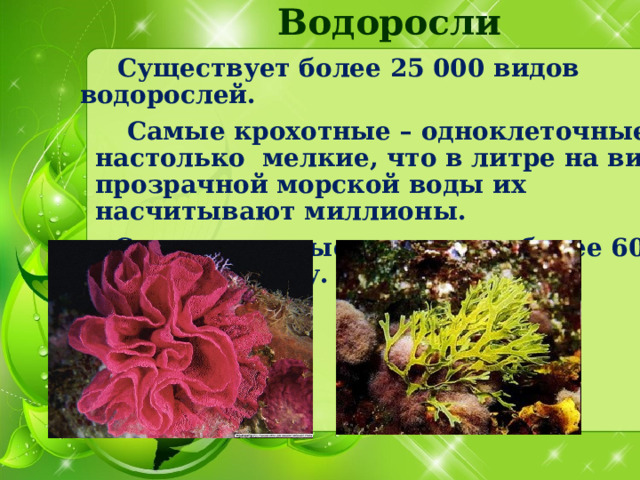 Водоросли  Существует более 25 000 видов водорослей.   Самые крохотные – одноклеточные, настолько мелкие, что в литре на вид прозрачной морской воды их насчитывают миллионы.  Самые крупные достигают более 60 метров в длину.  