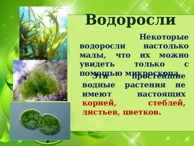 Водоросли  Некоторые водоросли настолько малы, что их можно увидеть только с помощью микроскопа.   Эти простейшие водные растения не имеют настоящих корней, стеблей, листьев, цветков . 