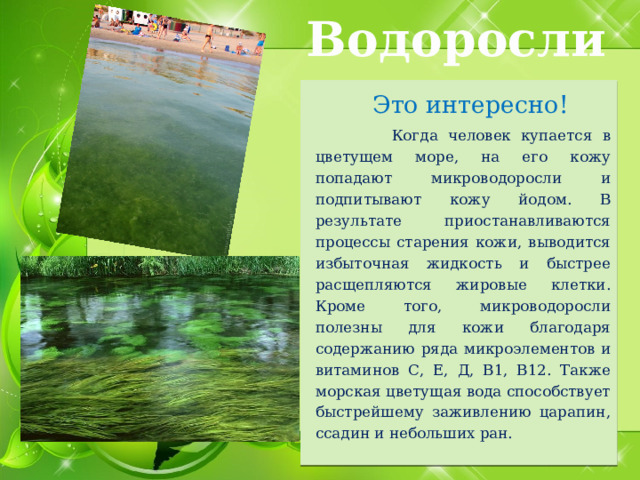Водоросли  Это интересно!  Когда человек купается в цветущем море, на его кожу попадают микроводоросли и подпитывают кожу йодом. В результате приостанавливаются процессы старения кожи, выводится избыточная жидкость и быстрее расщепляются жировые клетки. Кроме того, микроводоросли полезны для кожи благодаря содержанию ряда микроэлементов и витаминов С, Е, Д, В1, В12. Также морская цветущая вода способствует быстрейшему заживлению царапин, ссадин и небольших ран. 