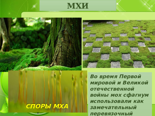 МХИ Во время Первой мировой и Великой отечественной войны мох сфагнум использовали как замечательный перевязочный материал. СПОРЫ МХА 