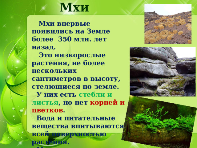 Мхи  Мхи впервые появились на Земле более 350 млн. лет назад.  Это низкорослые растения, не более нескольких сантиметров в высоту, стелющиеся по земле.  У них есть стебли и листья , но нет корней и цветков .  Вода и питательные вещества впитываются всей поверхностью растения.  Мхи очень выносливы, хотя кажутся слабыми и нежными.  
