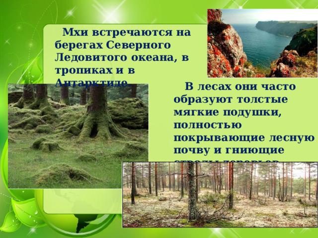  Мхи встречаются на берегах Северного Ледовитого океана, в тропиках и в Антарктиде.  В лесах они часто образуют толстые мягкие подушки, полностью покрывающие лесную почву и гниющие стволы деревьев. 