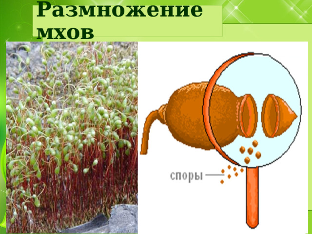 Размножение мхов  