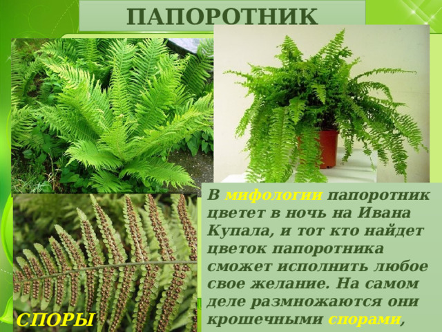 ПАПОРОТНИК В мифологии папоротник цветет в ночь на Ивана Купала, и тот кто найдет цветок папоротника сможет исполнить любое свое желание. На самом деле размножаются они крошечными спорами , которые развиваются на обратной стороне листьев.    СПОРЫ ПАПОРОТНИКА 