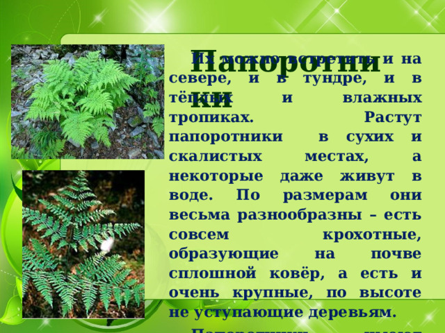  Папоротники   Их можно встретить и на севере, и в тундре, и в тёплых и влажных тропиках. Растут папоротники в сухих и скалистых местах, а некоторые даже живут в воде. По размерам они весьма разнообразны – есть совсем крохотные, образующие на почве сплошной ковёр, а есть и очень крупные, по высоте не уступающие деревьям.  Папоротники имеют корни, листья, стебли , но не имеют цветков . 