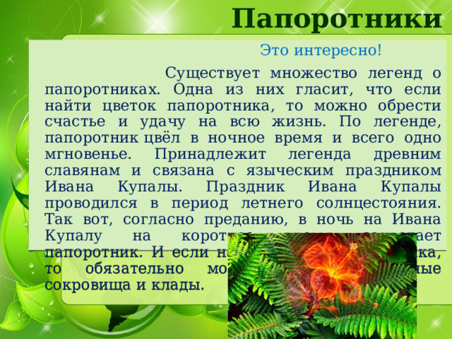 Папоротники  Это интересно!  Существует множество легенд о папоротниках. Одна из них гласит, что если найти цветок папоротника, то можно обрести счастье и удачу на всю жизнь. По легенде, папоротник цвёл в ночное время и всего одно мгновенье. Принадлежит легенда древним славянам и связана с языческим праздником Ивана Купалы. Праздник Ивана Купалы проводился в период летнего солнцестояния. Так вот, согласно преданию, в ночь на Ивана Купалу на короткое время зацветает папоротник. И если найти цветок папоротника, то обязательно можно найти несметные сокровища и клады. 