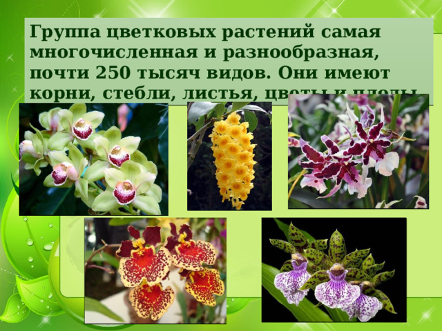 Группа цветковых растений самая многочисленная и разнообразная, почти 250 тысяч видов. Они имеют корни, стебли, листья, цветы и плоды. 