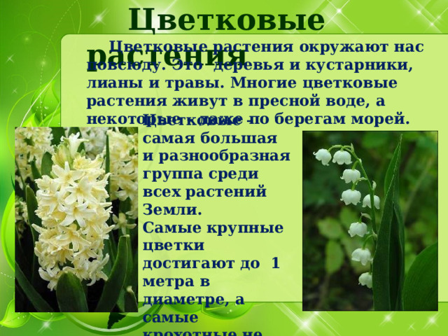  Цветковые растения  Цветковые растения окружают нас повсюду. Это деревья и кустарники, лианы и травы. Многие цветковые растения живут в пресной воде, а некоторые – даже по берегам морей. Цветковые – самая большая и разнообразная группа среди всех растений Земли. Самые крупные цветки достигают до 1 метра в диаметре, а самые крохотные не более 0,5 мм. 