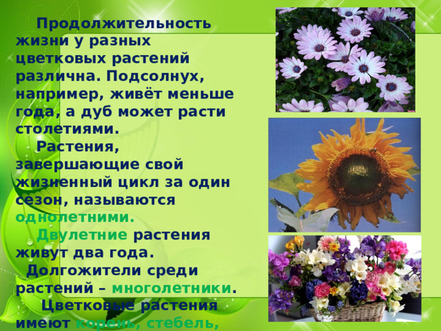  Продолжительность жизни у разных цветковых растений различна. Подсолнух, например, живёт меньше года, а дуб может расти столетиями.  Растения, завершающие свой жизненный цикл за один сезон, называются однолетними.   Двулетние растения живут два года.  Долгожители среди растений – многолетники .  Цветковые растения имеют корень, стебель, листья и цветки , из которых образуется плод с семенами. 