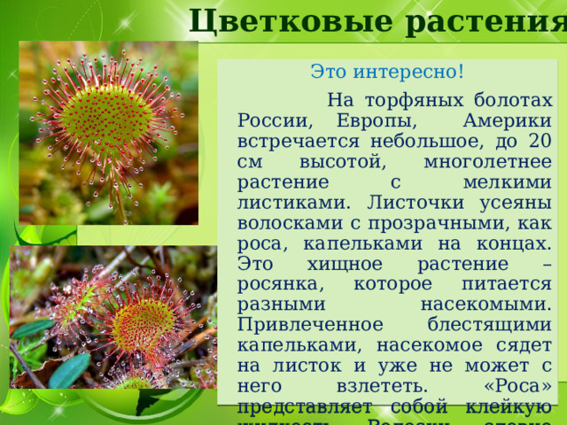 Цветковые растения Это интересно!  На торфяных болотах России, Европы, Америки встречается небольшое, до 20 см высотой, многолетнее растение с мелкими листиками. Листочки усеяны волосками с прозрачными, как роса, капельками на концах. Это хищное растение – росянка, которое питается разными насекомыми. Привлеченное блестящими капельками, насекомое сядет на листок и уже не может с него взлететь. «Роса» представляет собой клейкую жидкость. Волоски, словно щупальца склоняются к насекомому и поглощают его. 