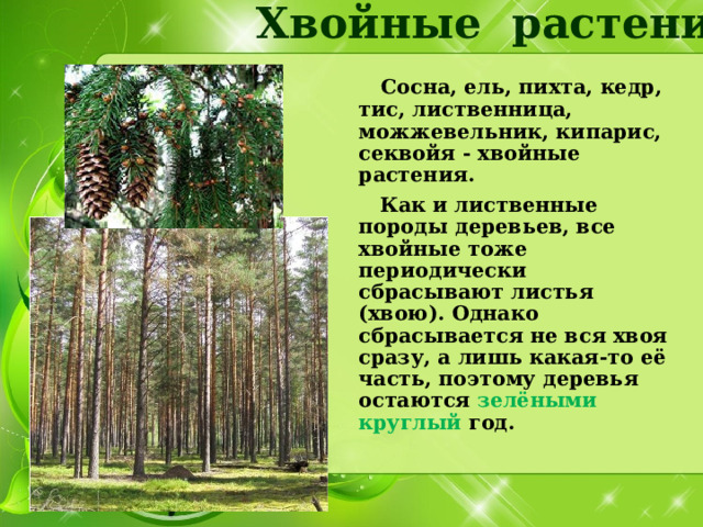 Хвойные растения.  Сосна, ель, пихта, кедр, тис, лиственница, можжевельник, кипарис, секвойя - хвойные растения.  Как и лиственные породы деревьев, все хвойные тоже периодически сбрасывают листья (хвою). Однако сбрасывается не вся хвоя сразу, а лишь какая-то её часть, поэтому деревья остаются зелёными круглый год. 