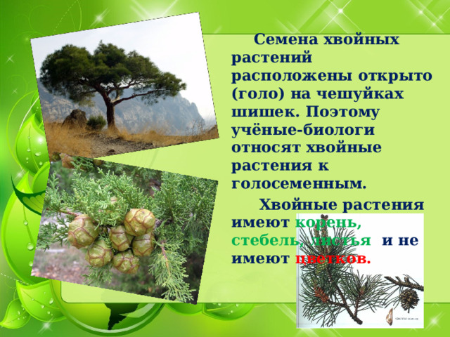    Семена хвойных растений расположены открыто (голо) на чешуйках шишек. Поэтому учёные-биологи относят хвойные растения к голосеменным.    Хвойные растения имеют корень, стебель, листья и не имеют цветков. 