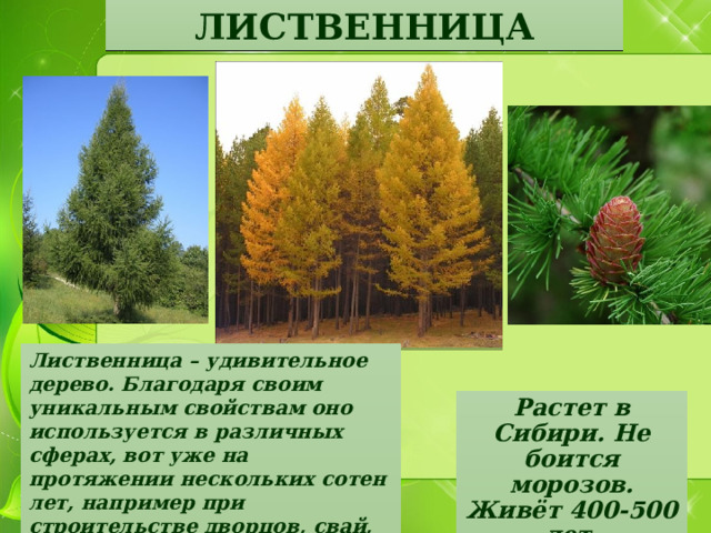 ЛИСТВЕННИЦА Лиственница – удивительное дерево. Благодаря своим уникальным свойствам оно используется в различных сферах, вот уже на протяжении нескольких сотен лет, например при строительстве дворцов, свай, и даже в кораблестроении.  Растет в Сибири. Не боится морозов. Живёт 400-500 лет. 