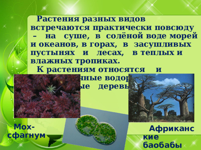 Растения разных видов встречаются практически повсюду – на суше, в солёной воде морей и океанов, в горах, в засушливых пустынях и лесах, в теплых и влажных тропиках. К растениям относятся и одноклеточные водоросли, и мох, и огромные деревья. Мох-сфагнум Африканские баобабы 