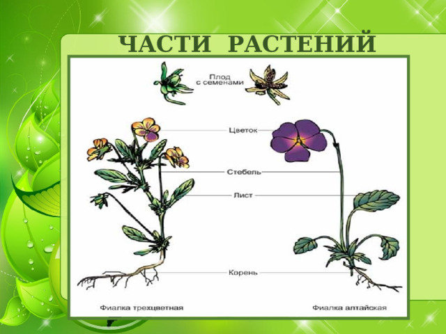 ЧАСТИ РАСТЕНИЙ 