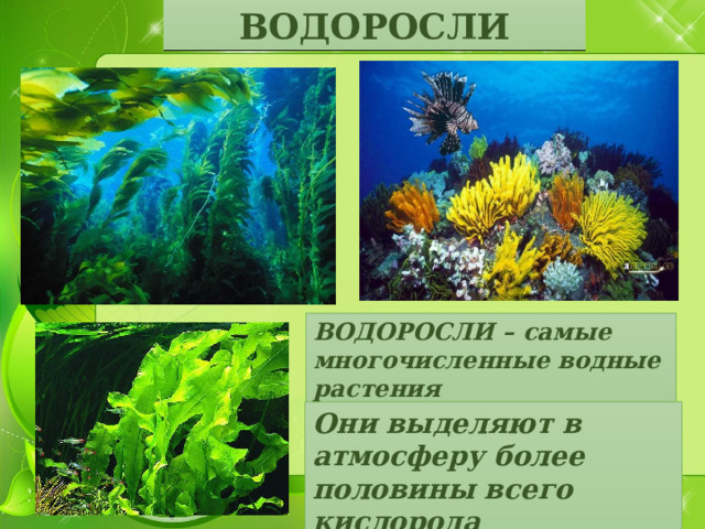 ВОДОРОСЛИ ВОДОРОСЛИ – самые многочисленные водные растения Они выделяют в атмосферу более половины всего кислорода 