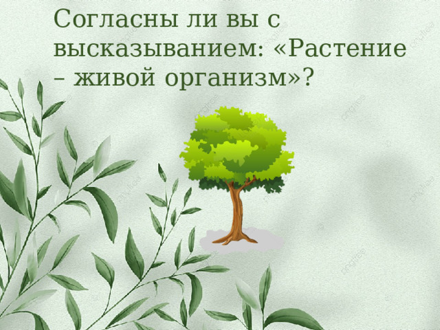 Согласны ли вы с высказыванием: «Растение – живой организм»? 